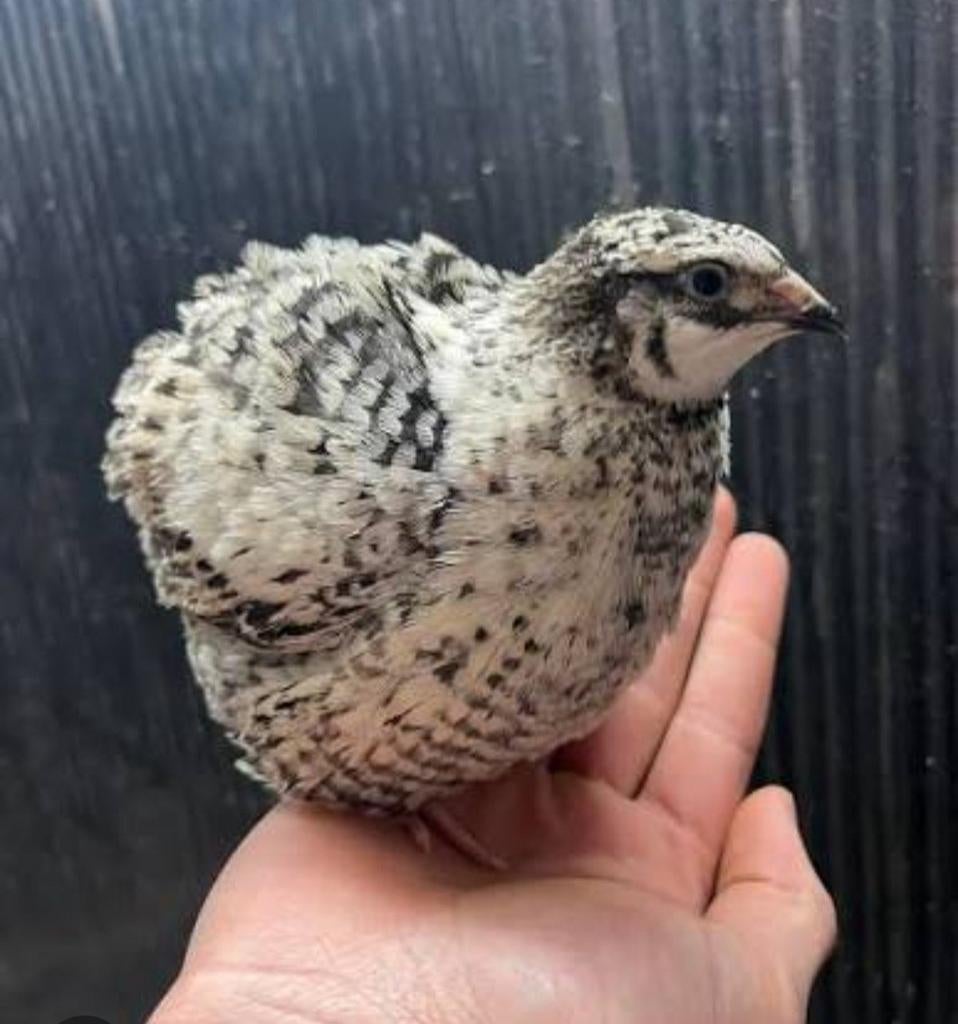 Prachtige japanse kwartels, mooie kleuren, Dieren en Toebehoren, Meerdere dieren, Tropenvogel, Tam