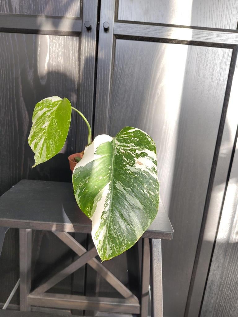 Monstera albo stek 1, Huis en Inrichting, Kamerplanten, Ophalen, Overige soorten, Halfschaduw, Minder dan 100 cm