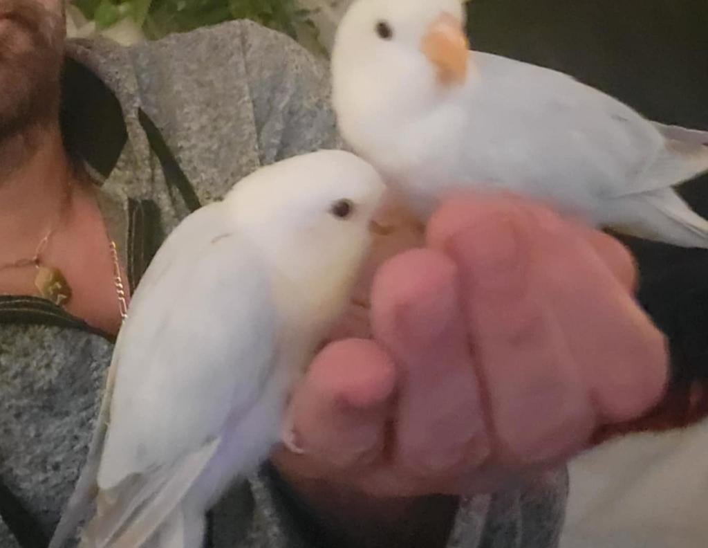 Agapornis, Geslacht onbekend, Dwergpapegaai of Agapornis