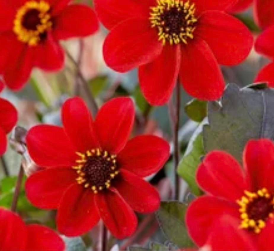 Dahlia bloem bollen bloembol rood groot, Tuin en Terras, Bloembollen en Zaden, Ophalen of Verzenden, Volle zon, Knol