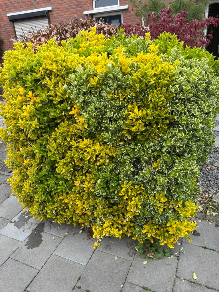 GRATIS 2 Japanse kardinaalsmuts (Euonymus japonicus), Ophalen, Overige soorten, Minder dan 100 cm
