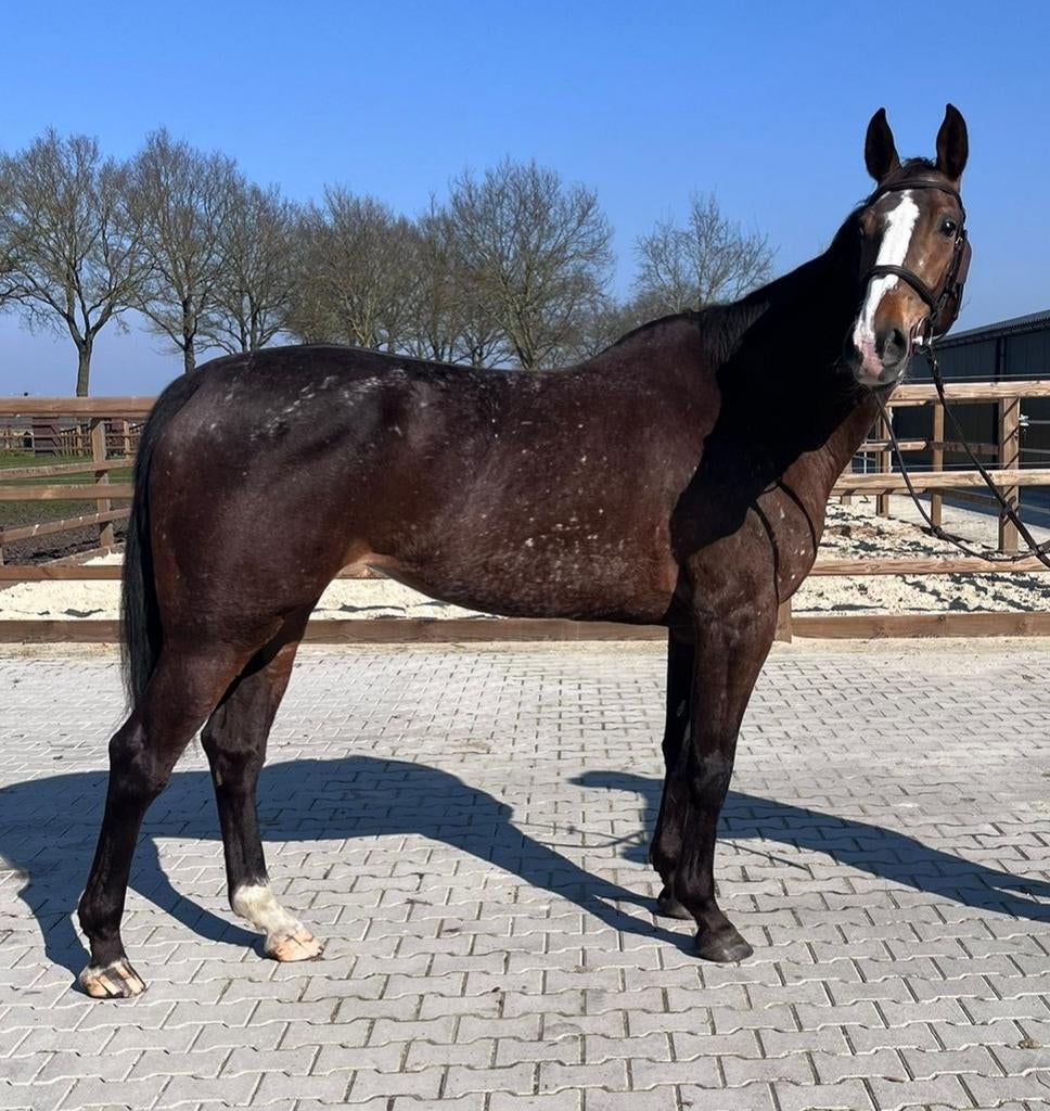 Apart spring gefokte groene merrie, Merrie, Springpaard, 7 tot 10 jaar, 165 tot 170 cm