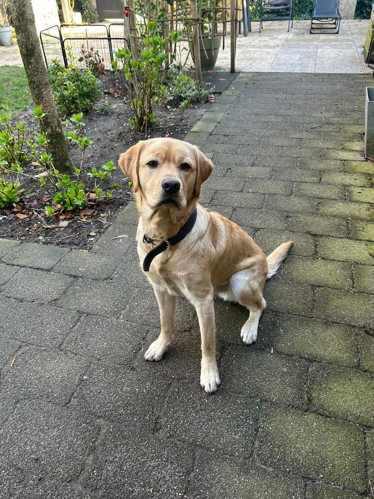 Prachtige en erg lieve labrador 1 jaar oud, Dieren en Toebehoren, 15 weken tot 1 jaar, Reu, Labrador retriever, Parvo