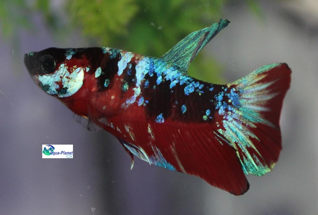 Betta - Koi Nemo, Vis, Zoetwatervis