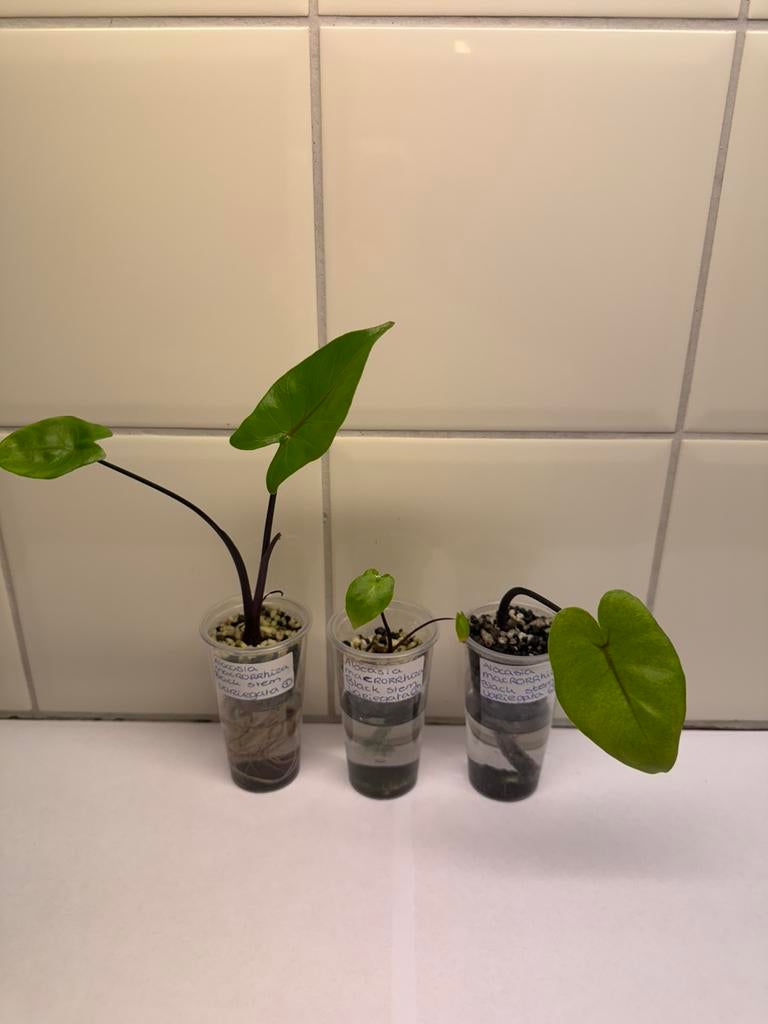 Alocasia macrorrhiza black stem albo variegata, Huis en Inrichting, Kamerplanten, Ophalen of Verzenden, Halfschaduw, Minder dan 100 cm