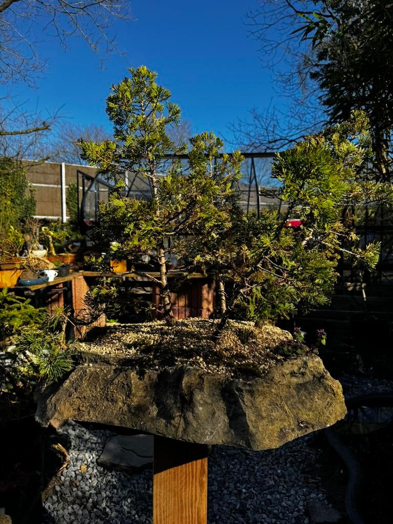 Bonsai Bos Juniper, Ophalen, Bloeit niet, Halfschaduw, Overige soorten