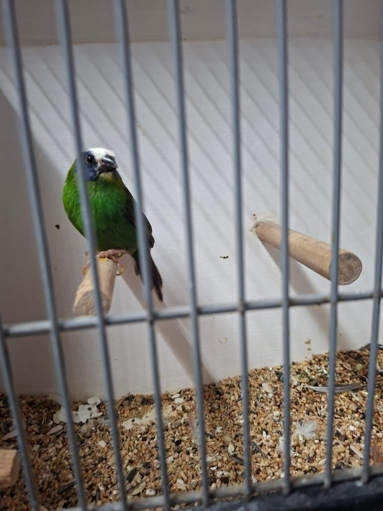 Bonte driekleur amedine split geel, Mannelijk