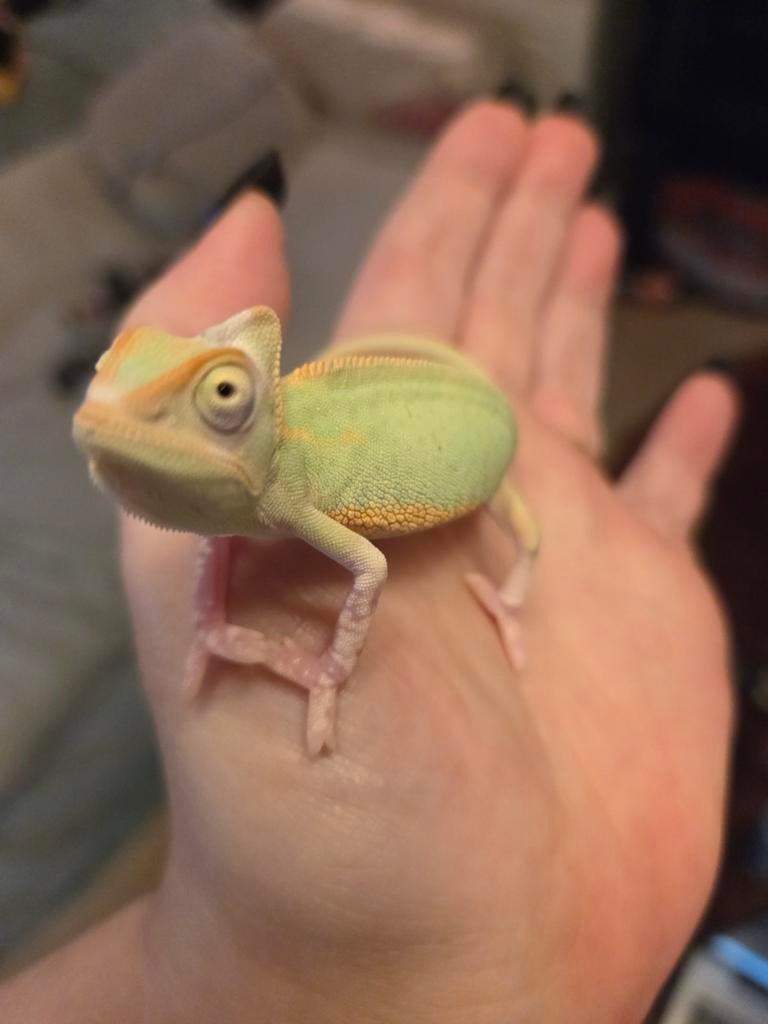 Jonge jemen kameleon man (piebald) Chameleon - male for sale from Stefanie