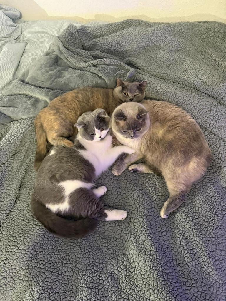 Katten en hondenopvang hotel voor kleine honden