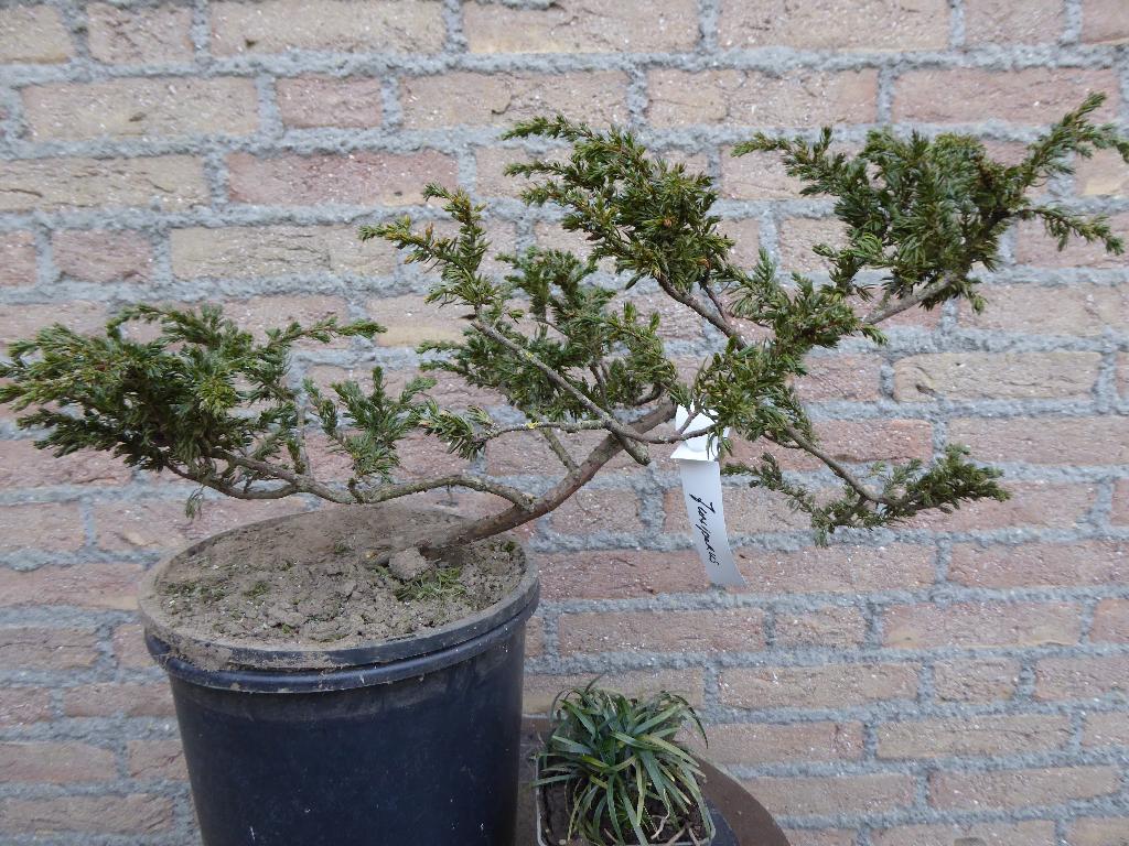 Bonsai: Juniperus, Tuin en Terras, Ophalen, Bloeit niet, Halfschaduw, Overige soorten