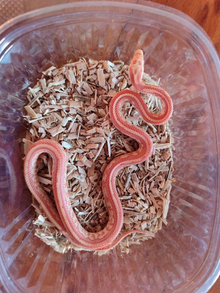 Rattenslangen 4 x mannetjes 1,5 jaar. Rat Snake - male for sale from Olaf van Bon