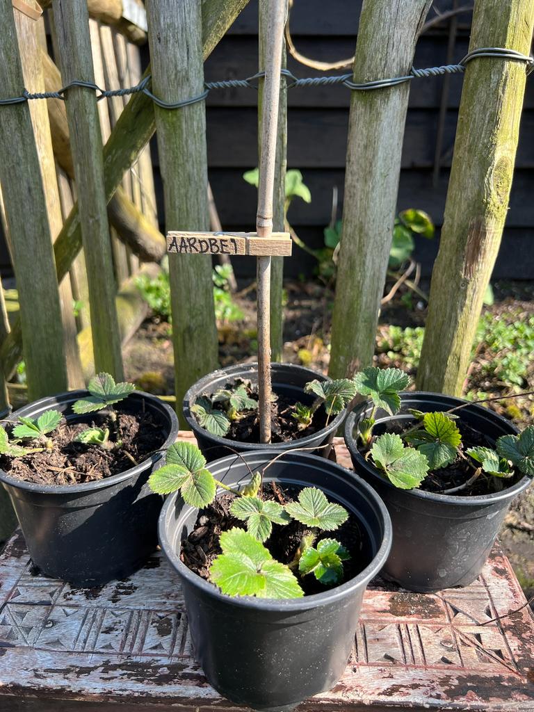 AARDBEIENPLANT uit Biologische moestuin. Vaste plant, Tuin en Terras, Ophalen, Volle zon, Vaste plant, Fruitplanten