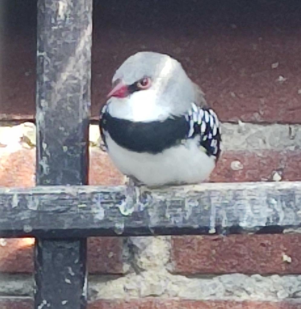 1-0 Diamantvink (wildkleur), Dieren en Toebehoren, Vogels | Overige Vogels, Mannelijk, Tropenvogel, Geringd