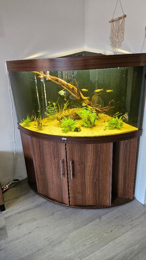Juwel trigon 350l hoek aquarium, Dieren en Toebehoren, Vissen | Aquaria en Toebehoren, Ophalen of Verzenden, Gebruikt, Gevuld zoetwateraquarium