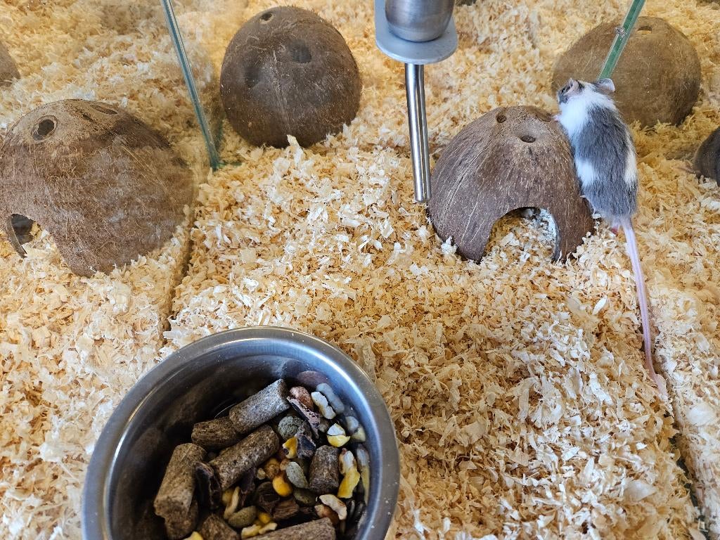 Mus musculus Kleur Muis, Dieren en Toebehoren, Knaagdieren, Januari, Meerdere dieren, Muis