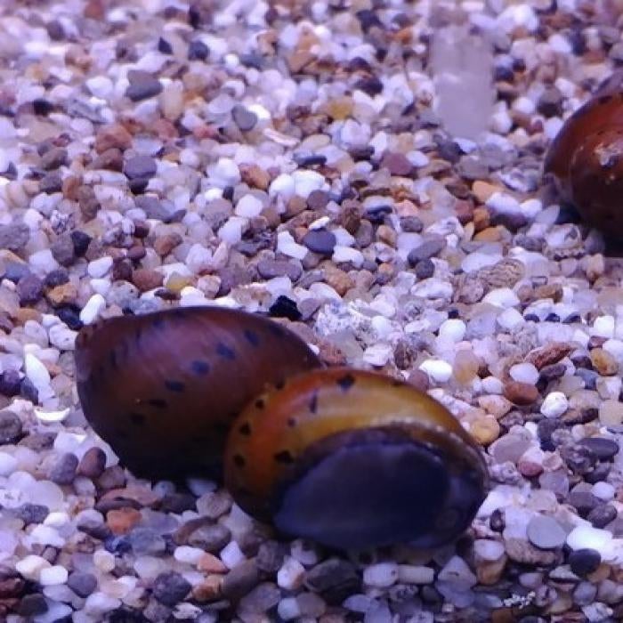 Neritina semiconica, Vis