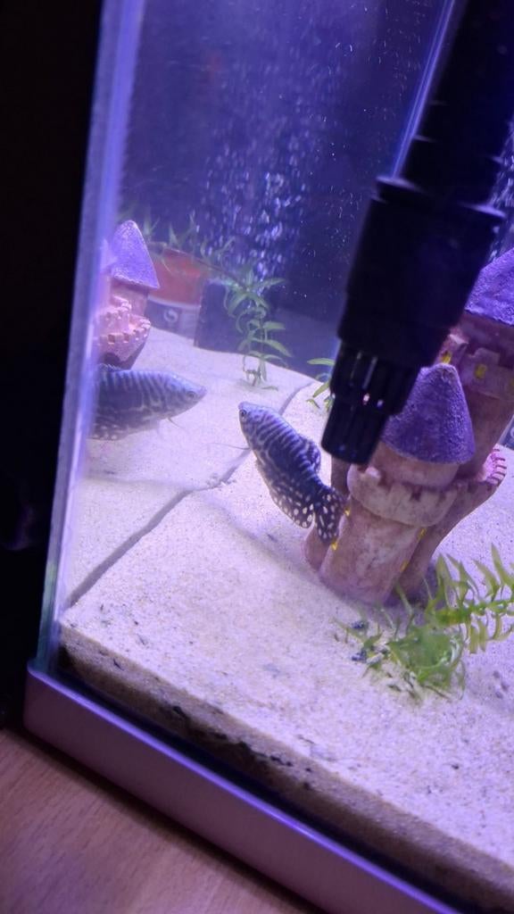 Gourami zoekt goed huis, Dieren en Toebehoren, Vis, Zoetwatervis