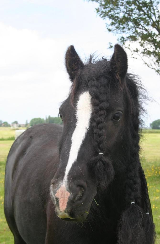 Hele lieve tinker merrie, Merrie, Niet van toepassing, C pony (1.27m tot 1.37m), 11 jaar of ouder