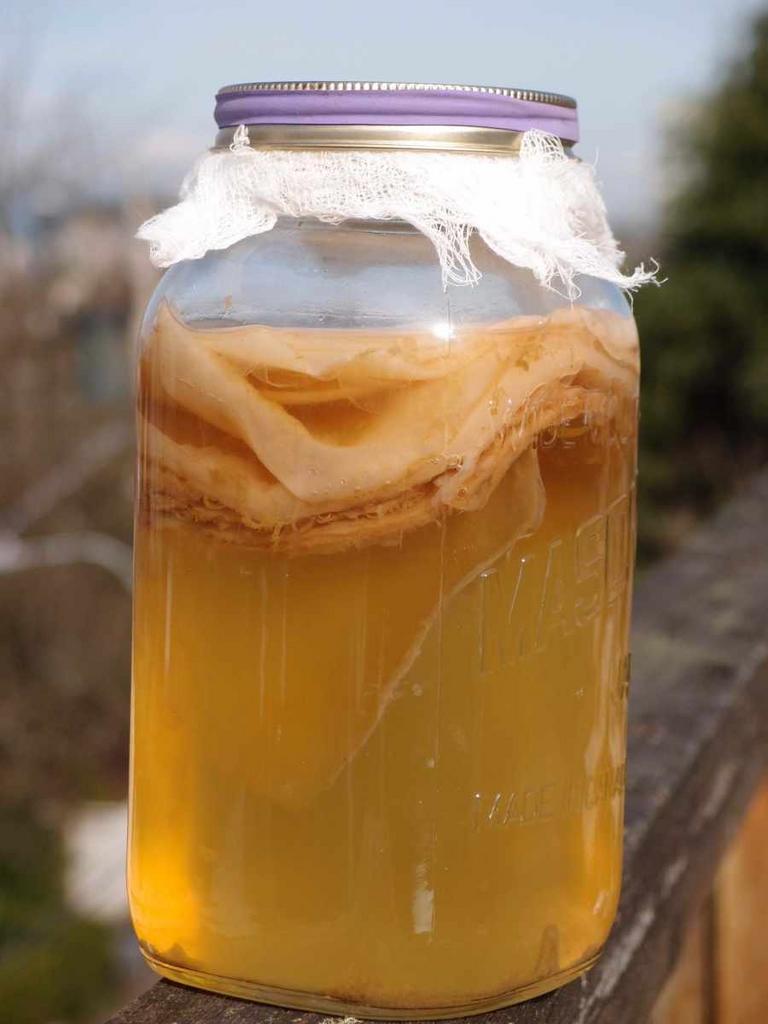 Kombucha scoby, Ophalen