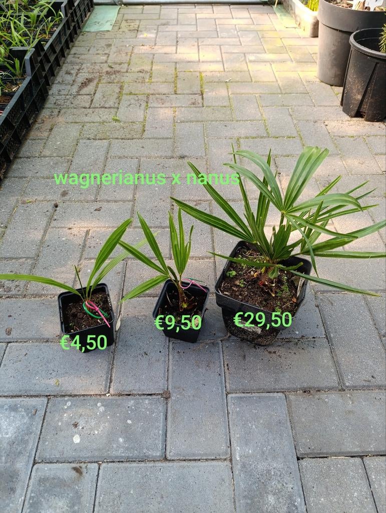 Trachycarpus princeps nanus kruisingen, Tuin en Terras, Volle zon, Ophalen of Verzenden, Minder dan 100 cm, Zomer