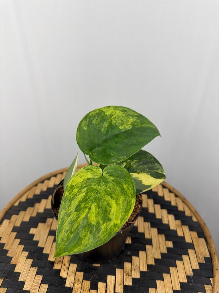 Scindapsus Jade Satin Variegata - Nieuw!, Overige soorten, In pot, Minder dan 100 cm, Groene kamerplant