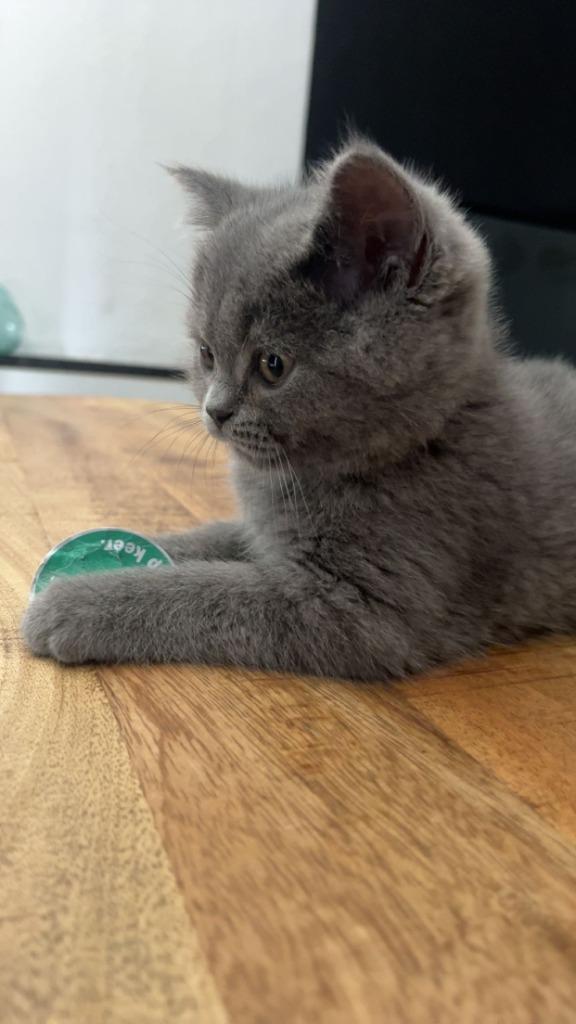 Britse Korthaar kitten, Kater, Ingeënt, 0 tot 2 jaar