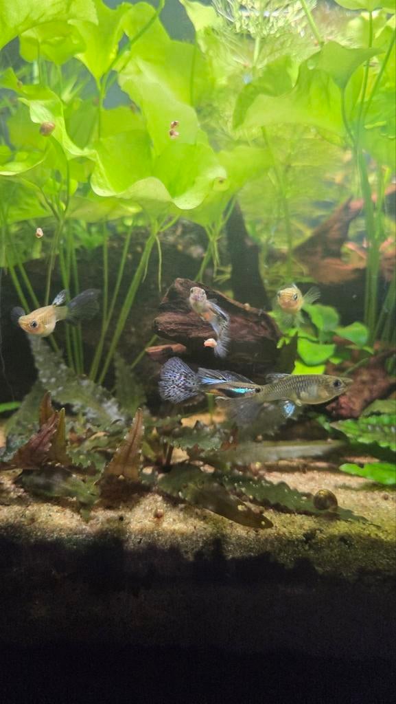 Aurora grass guppy's, Vis, Zoetwatervis, Schoolvis