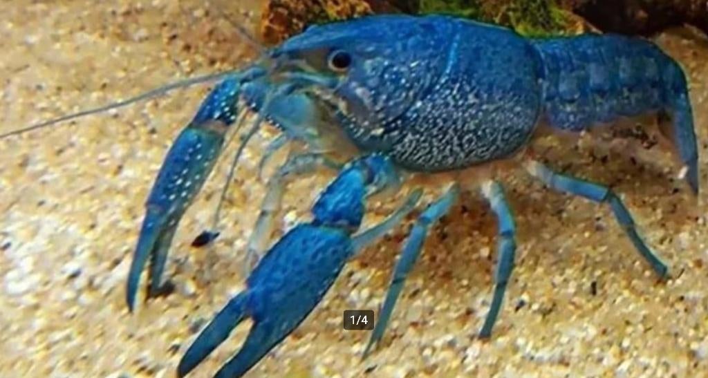 Procambarus Alleni - Blauwe Florida kreeft nu 3-8 cm, Kreeft, Krab of Garnaal, Zoetwatervis