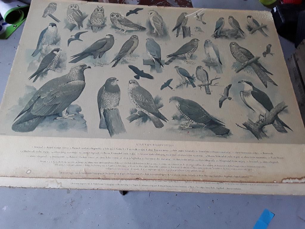 Oud school plaat met vogels, Ophalen of Verzenden, Natuur en Biologie