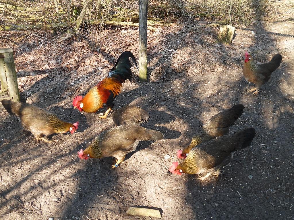 broedeieren leghorn patrijs, Geslacht onbekend, Kip