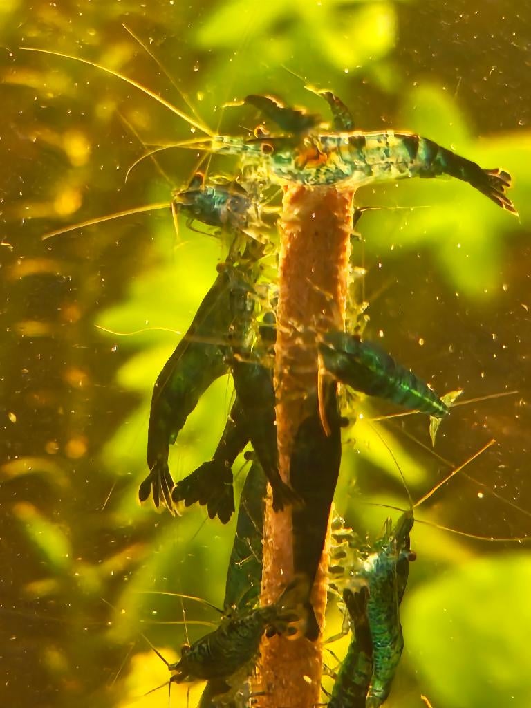 Mooie Blue Dream neocaridina garnalen, Kreeft, Krab of Garnaal, Zoetwatervis