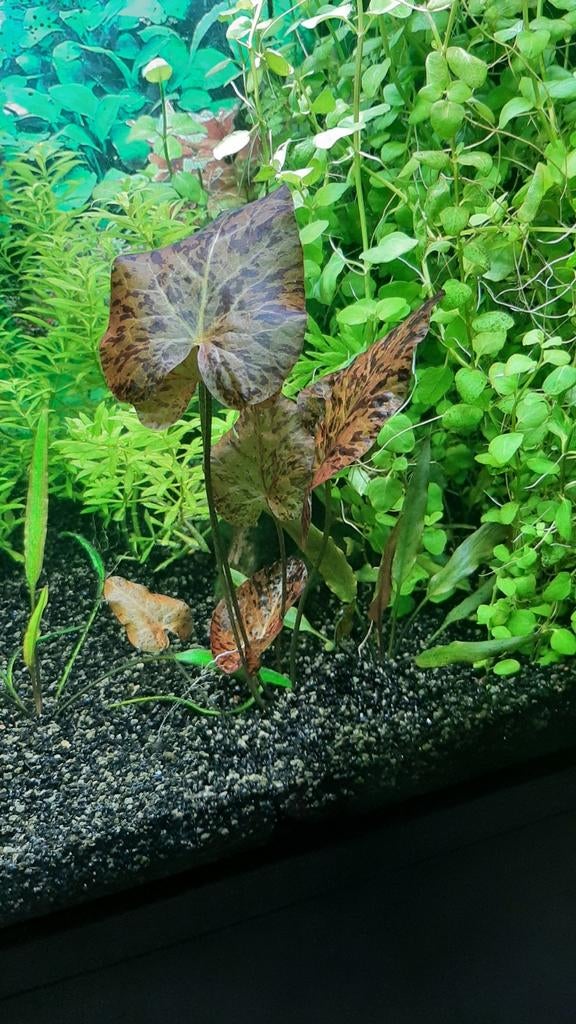 Pakket aquariumplanten 8 soorten, Dieren en Toebehoren, Vissen | Aquaria en Toebehoren, Ophalen of Verzenden, Nieuw, Plant(en), Steen of Hout