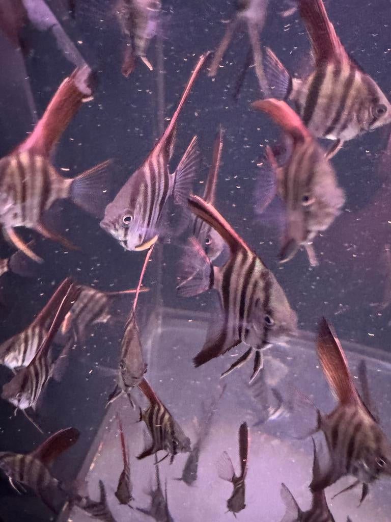 Redback Maanvissen 5€/S, Dieren en Toebehoren