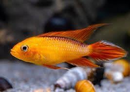 Apistogramma agassizii  fire red per paar - Koidream Valburg