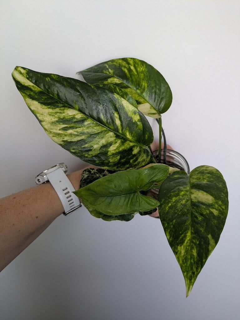 Epipremnum Pinnatum Cintho Goldfinger stek, Huis en Inrichting, Kamerplanten, Ophalen of Verzenden, Halfschaduw, Minder dan 100 cm