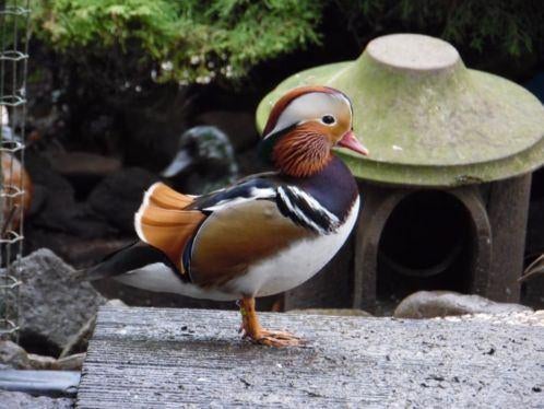 Mandarijneend | Passend advies | Siereenden, Meerdere dieren, Eend