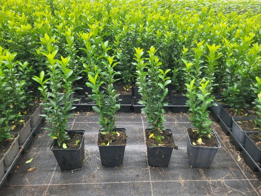 Buxusvervanger Euonymus Green Spire, Ophalen of Verzenden, Zomer, Volle zon