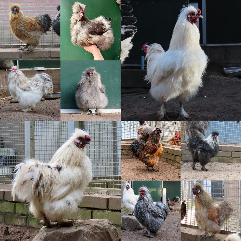 Diverse zijdehoen hanen, Dieren en Toebehoren, Mannelijk, Kip