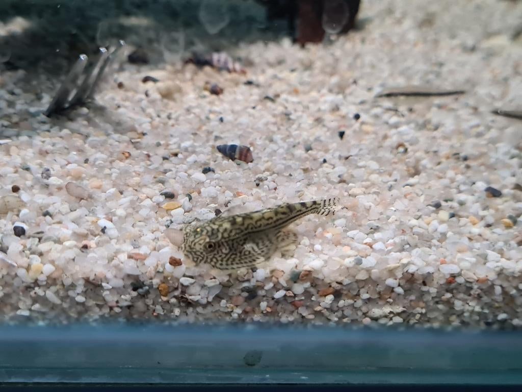 Sewellia Lineolata algeneter, Vis, Zoetwatervis