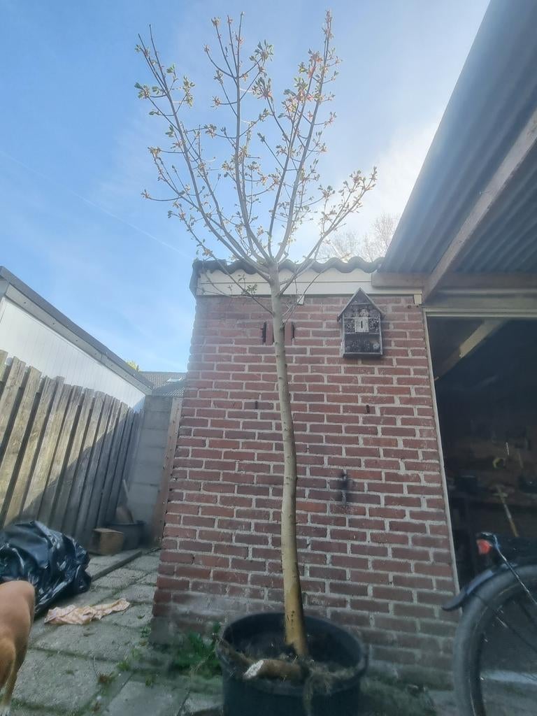 Europese Esdoorn - Grote boom in pot, Tuin en Terras, Planten | Bomen, Overige soorten, Lente, 250 tot 400 cm, Ophalen