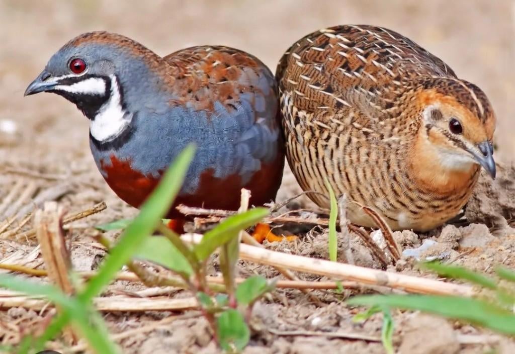 Chinese Dwergkwartels, Meerdere dieren, Geringd