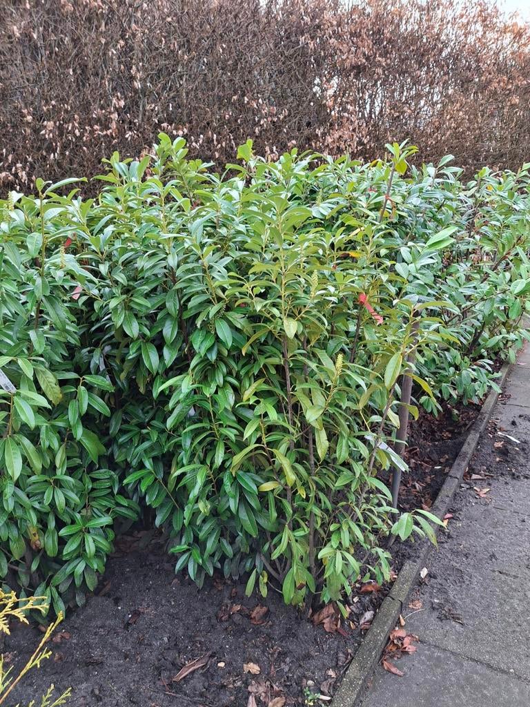 19 Prunus Laurierplanten: Genolia & Novita, Overige soorten, Vaste plant, Ophalen of Verzenden, Halfschaduw