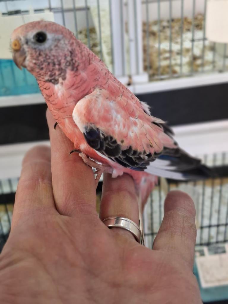 Mooie half tamme opaline boerks parkiet man, Mannelijk, Parkiet