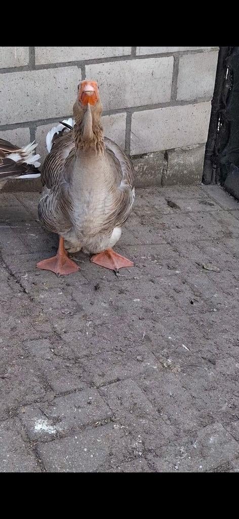Dewlap toulouse ganzen broedeieren, Dieren en Toebehoren, Pluimvee, Geslacht onbekend, Gans of Zwaan