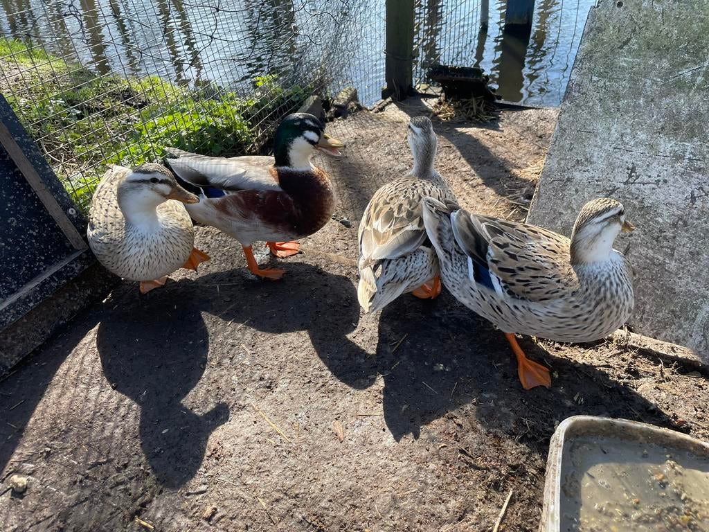 Kuikens Silver Appleyard kwakers, Dieren en Toebehoren, Pluimvee, Geslacht onbekend, Eend