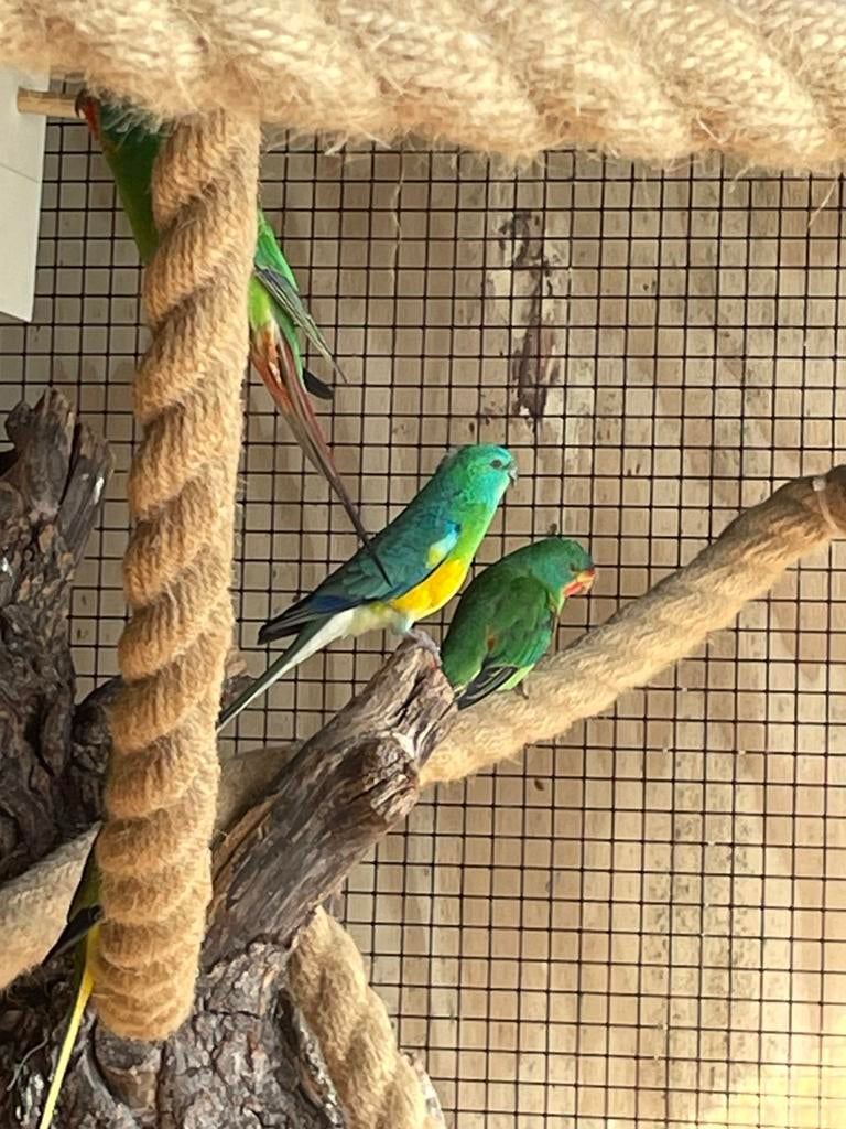 Roodrug man, Mannelijk, Parkiet