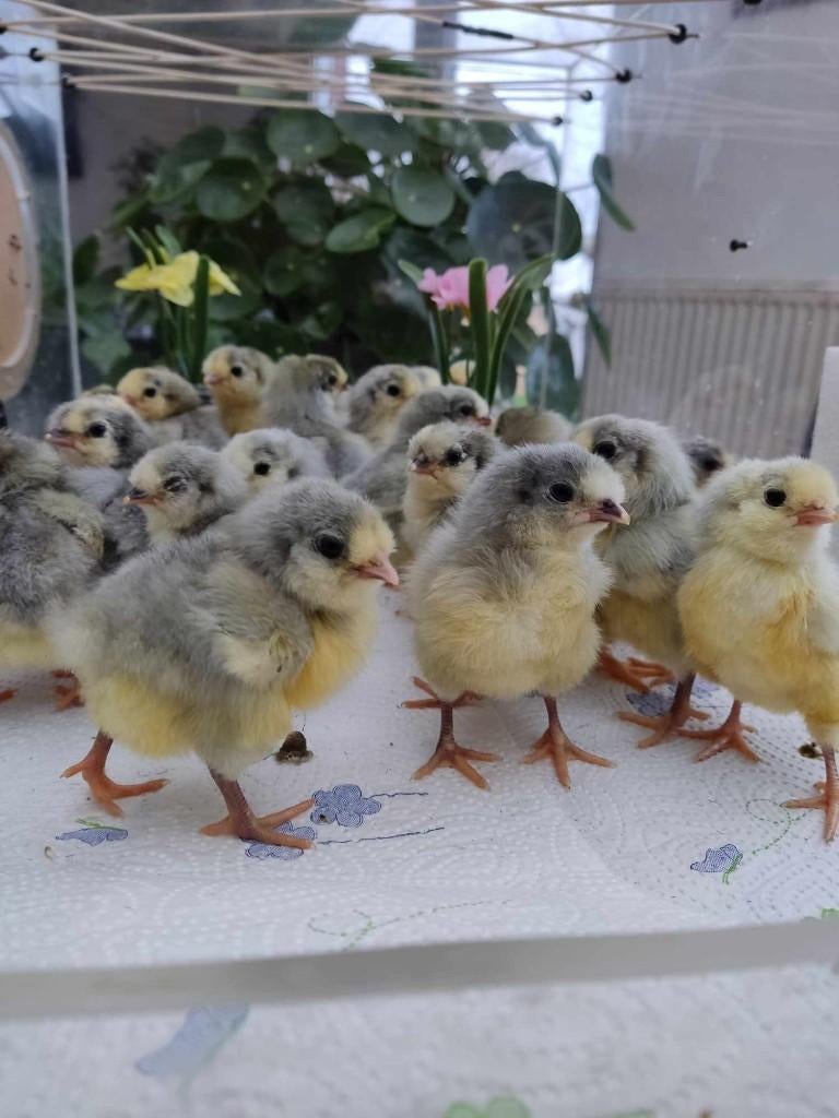 pluimvee, Geslacht onbekend, Kip