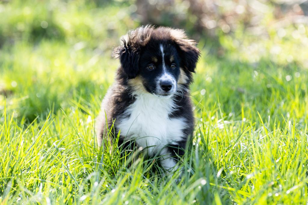 Miniature american shepherd australian shepherd met stamboom, Dieren en Toebehoren, Honden | Herdershonden en Veedrijvers, Overige rassen