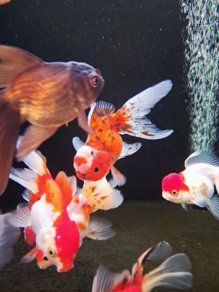 Prachtige goudvissen mix @ vijver centrum Apeldoorn, Dieren en Toebehoren