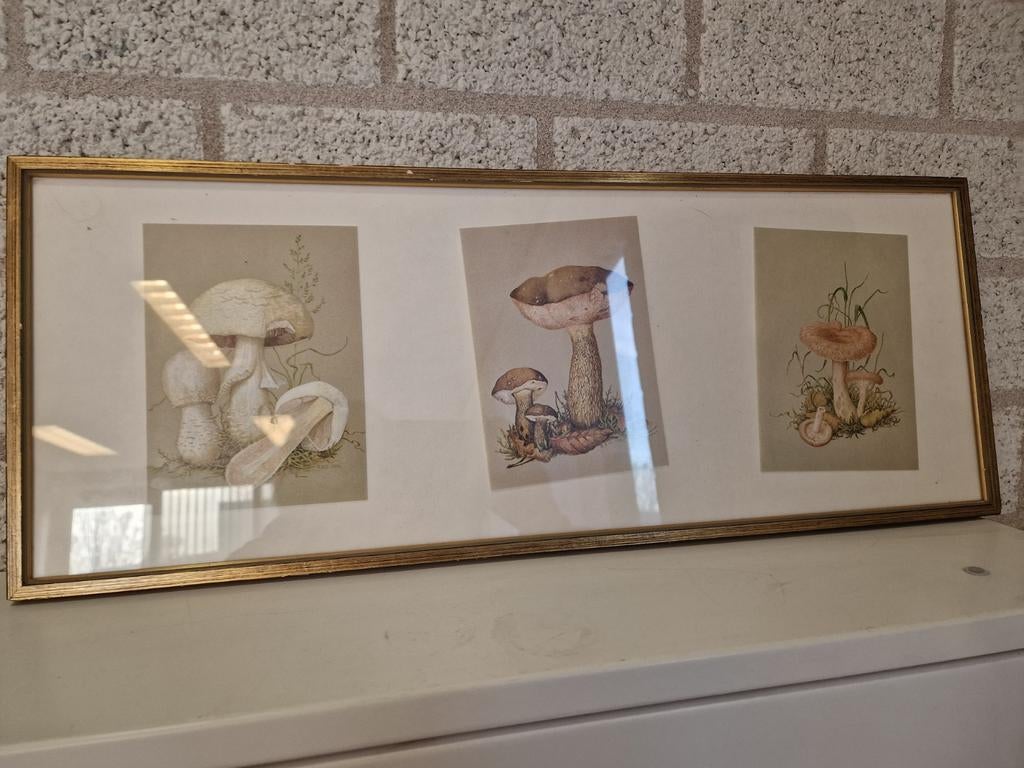 Schilderij met oude kaarten van paddestoelen, Ophalen of Verzenden